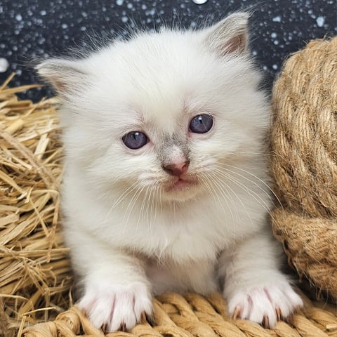 Blue point mitted male Ragdoll