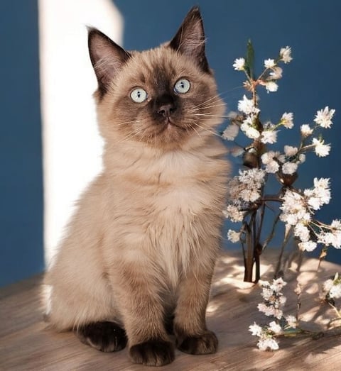 Seal Mink female Ragdoll