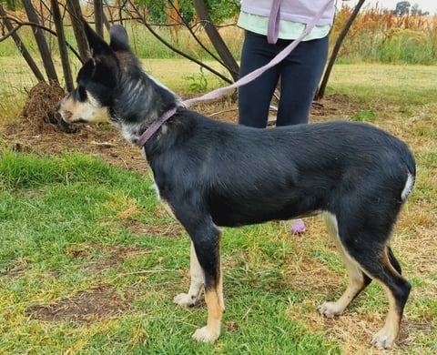 Kelpie x pup