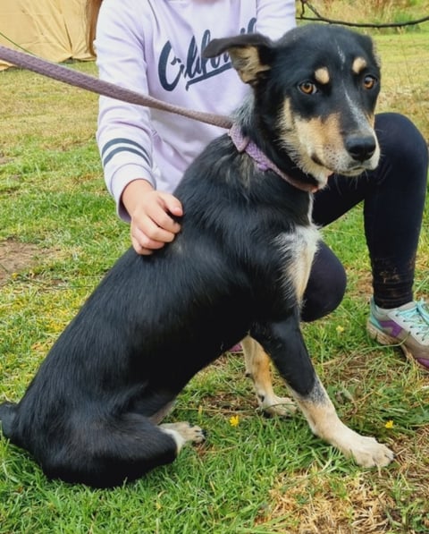 Kelpie x pup