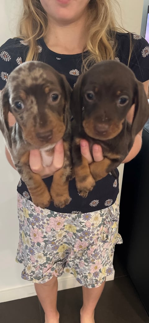 Miniature dachshund pups 