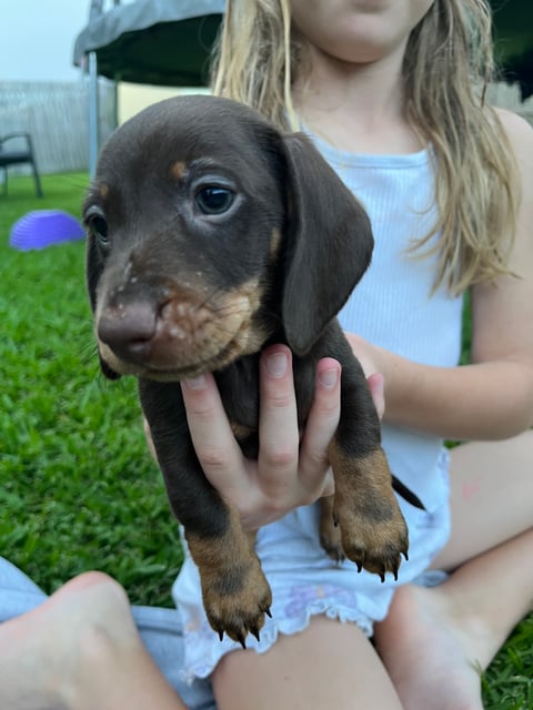 Male chocolate and tan 