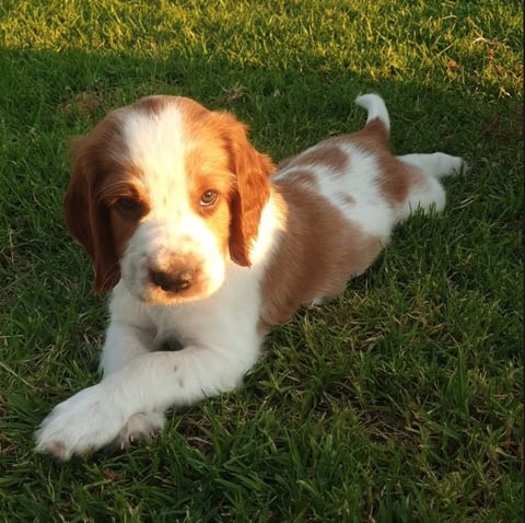 Welsh Springer Spaniel Pup