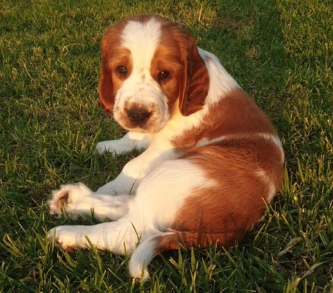 Welsh Springer Spaniel Pup