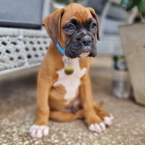 Wunya Boxer puppy