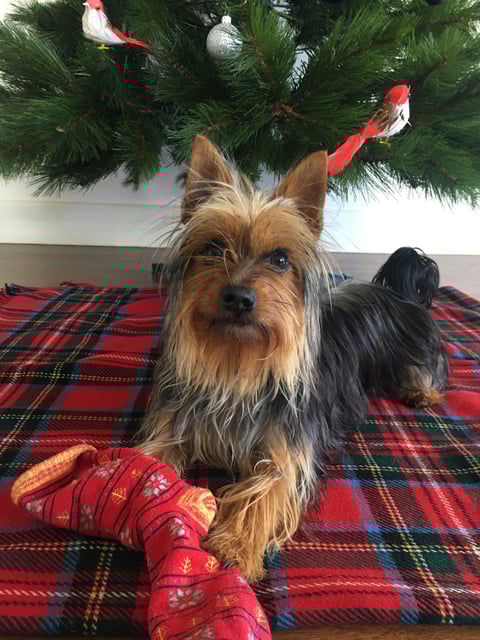 Will become one of the family