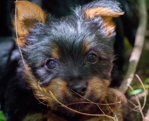 Australian Silky Terrier Pup from previous litter