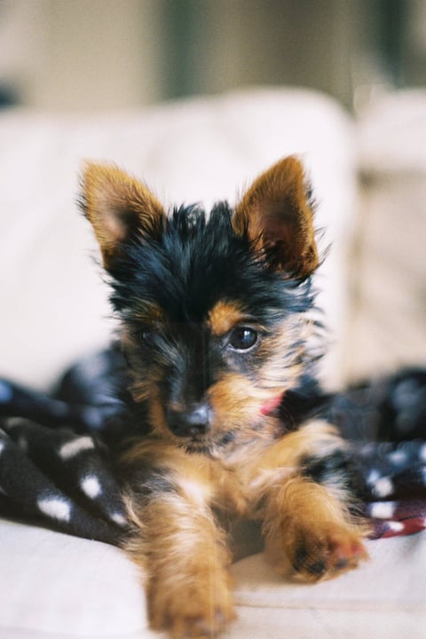 Australian Silky Terrier