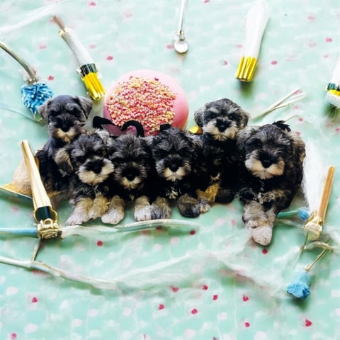 previous litter