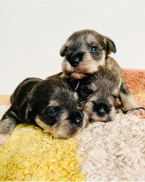 previous litter black and silver, salt and pepper