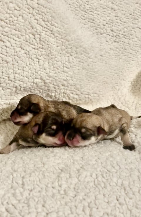 current litter