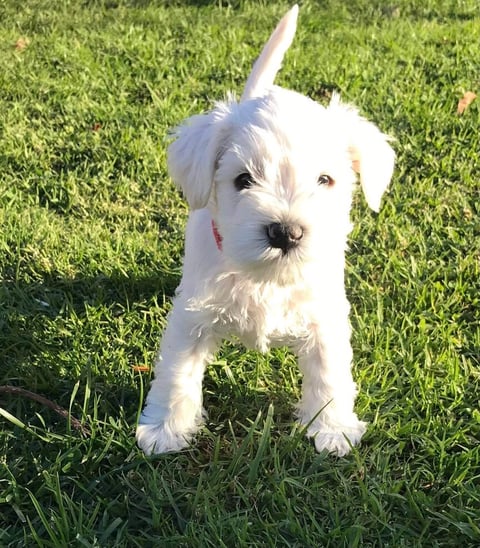 White miniature schnauzer puppy