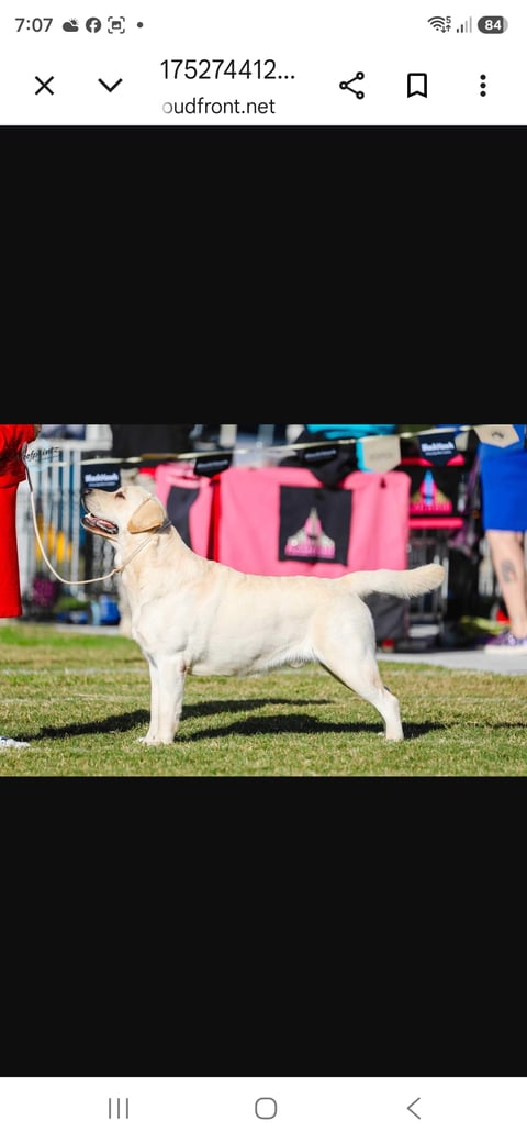 Sire -  CH Burrumtravis Kahn U do it