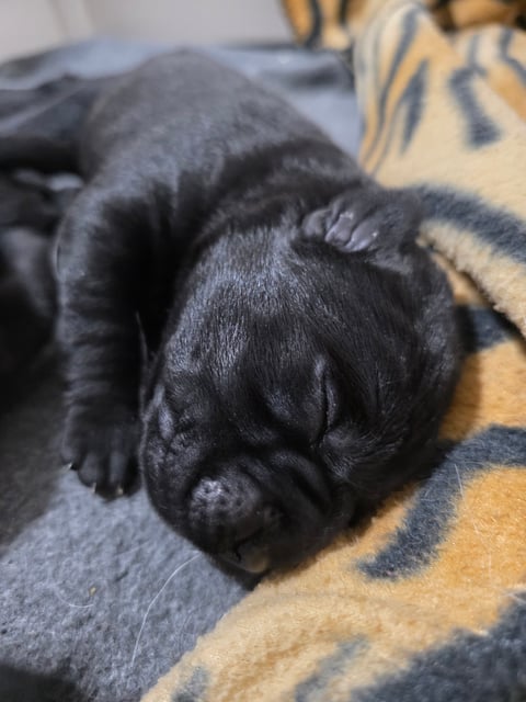 Puppy at 5 days old