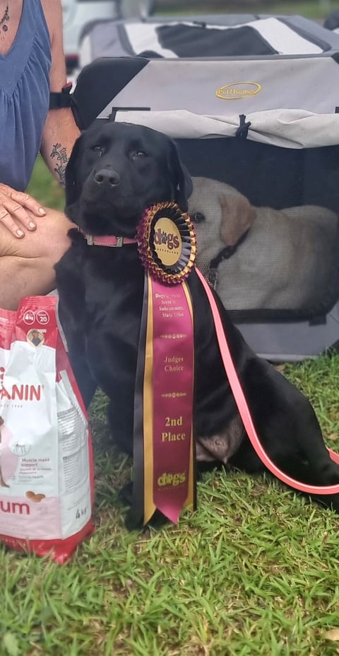 Dam - Labraddell Meant to be RA TKS SWA