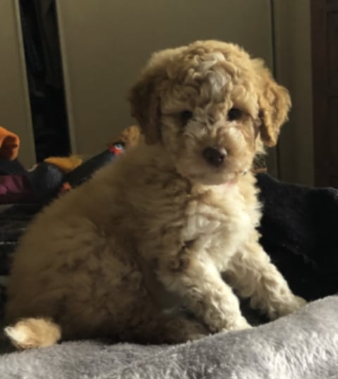 BuonoDolce Lagotto Romagnolo Puppy