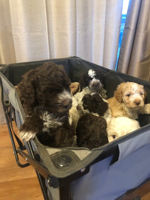 Puppies 7 week old 