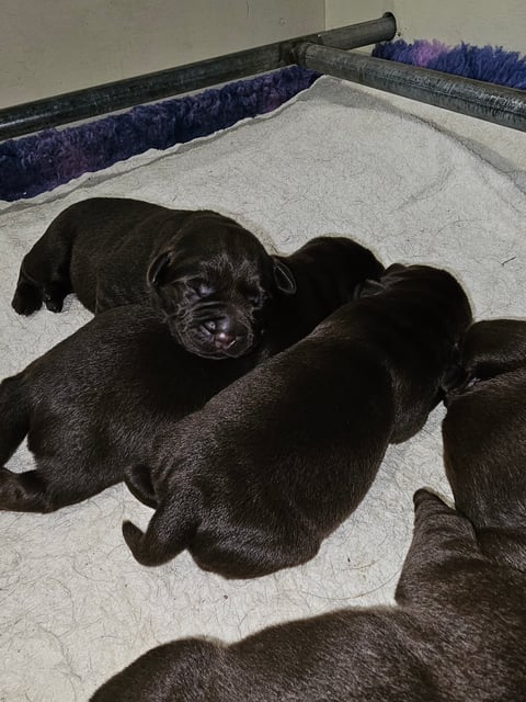 Joalbe Labrador Puppies 
