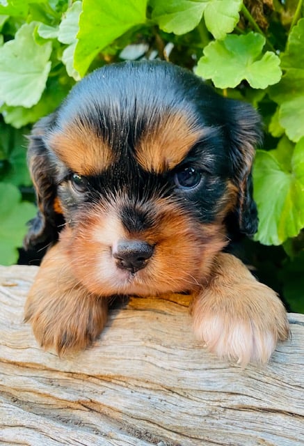 Monty