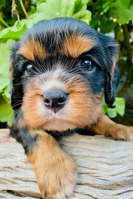 Murphy