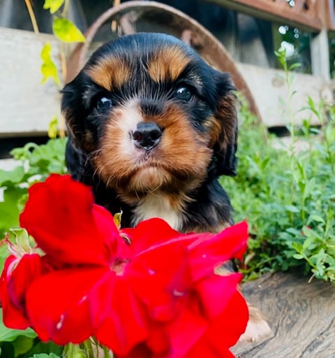 Monty