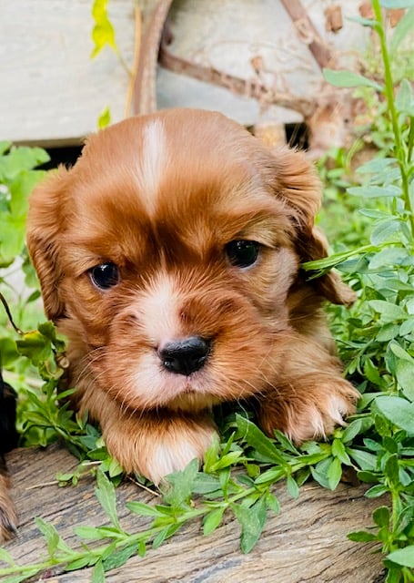 Milo