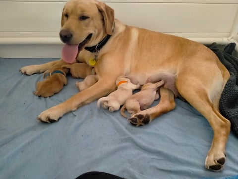 Kimba's 1st litter