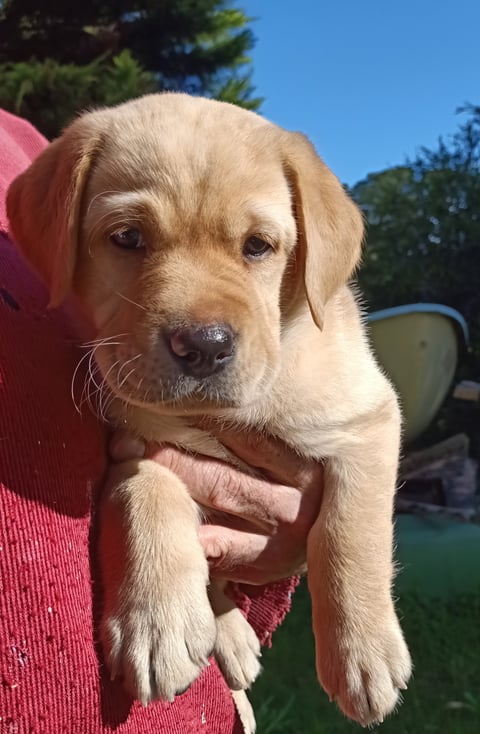 Puppy at 6 weeks