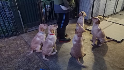 puppies at 14 weeks