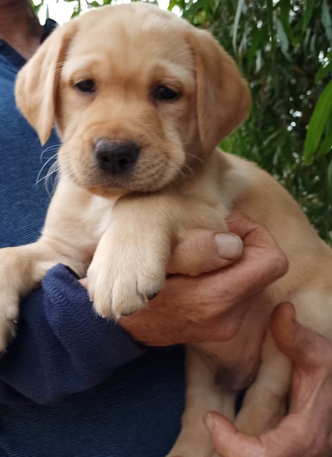 Puppy at 6 weeks