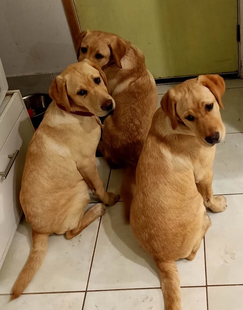Buddy with his brother and sister