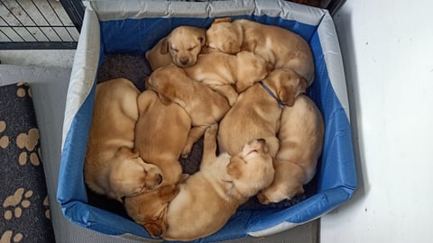 Full litter of 9 pups