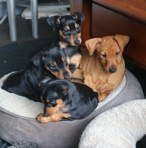 MAJICJEWL Miniature Pinscher Puppies 