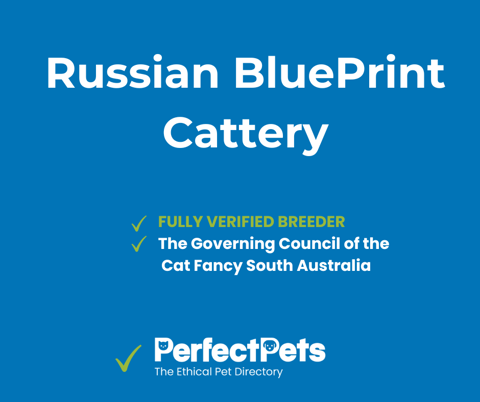 Russian Blueprint Cattery