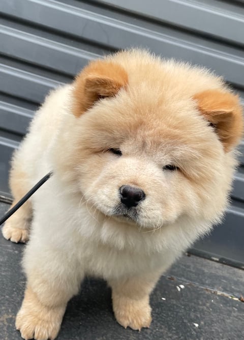 Chow Chow Puppy for sale