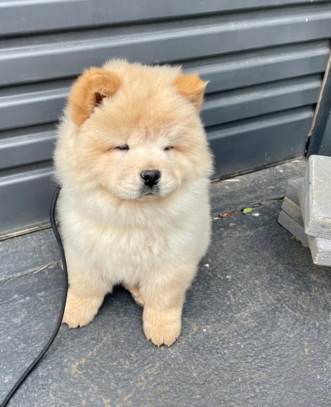 Chow Chow Puppy