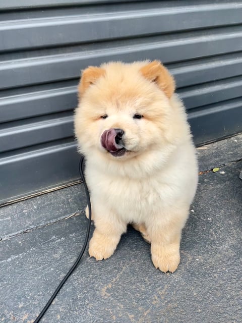 Chow Chow Pup for sale