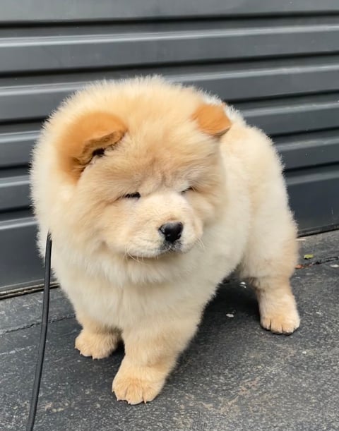 Mr Cream Chow