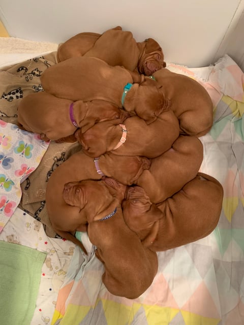 3 weeks old and full of milk -  VizMagic Pure Bred