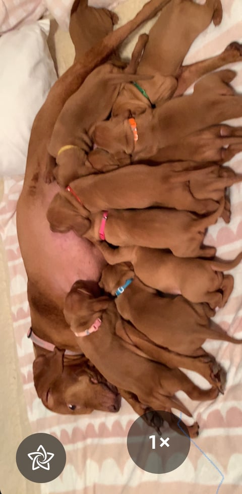 The milk Bar is open