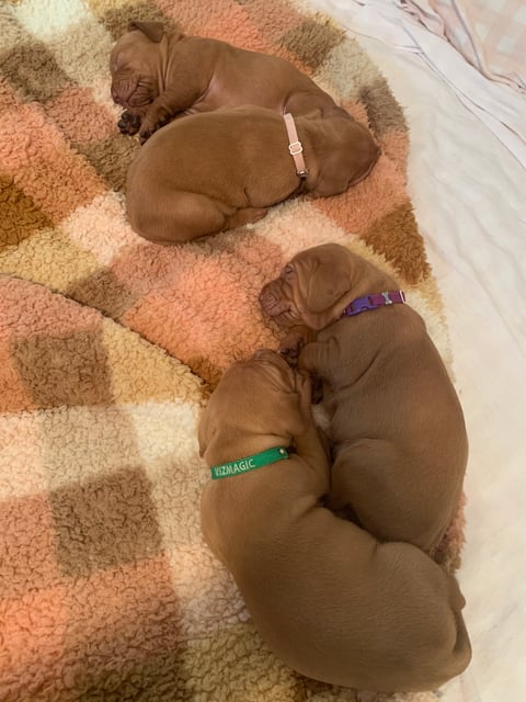 3 weeks old and fat little pups