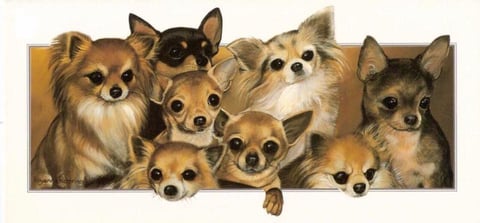 Chilovechi Chihuahuas