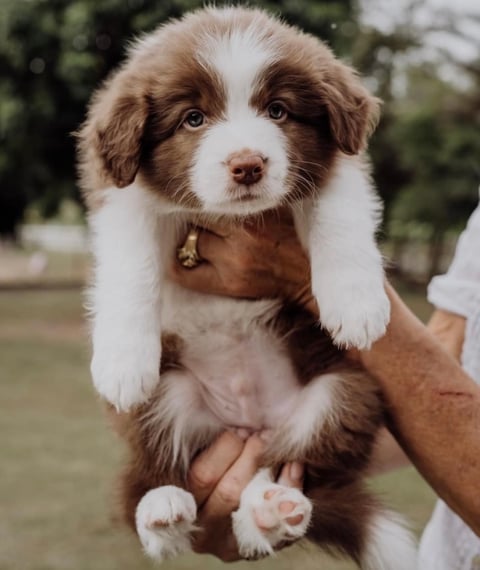 KOLORKO Border Collie pups