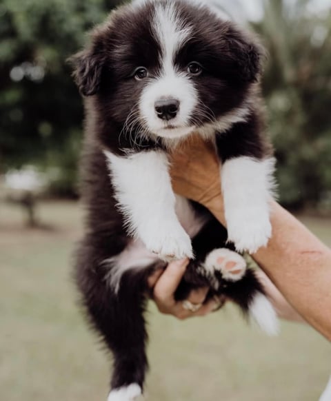 KOLORKO Border Collie pups