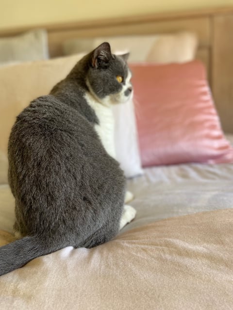 British Shorthair Bi Colour