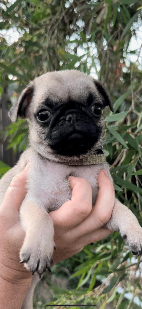 Rapturous Pug Puppy