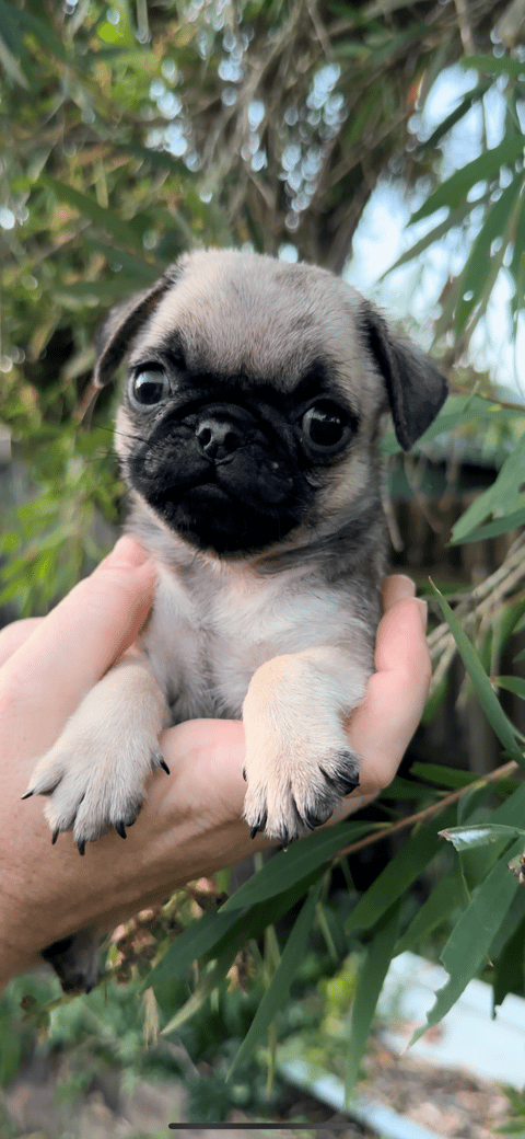 Rapturous Pug Puppies