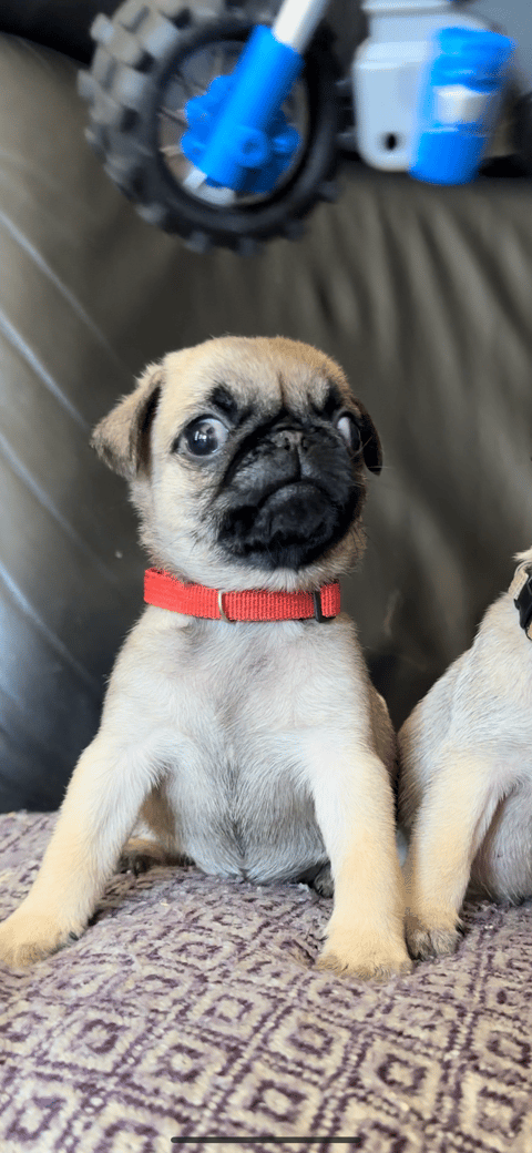 Red male - Pug Pup