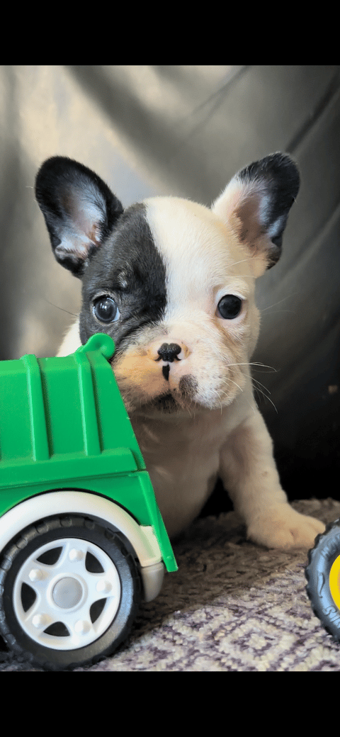 Male French Bulldog puppy