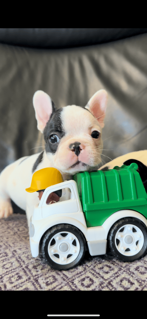 French Bulldog puppies